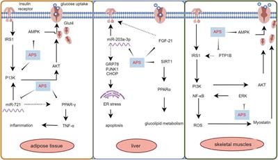 The potential of astragalus polysaccharide for treating diabetes and its action mechanism